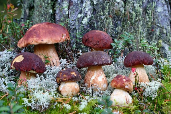 Die Fruchtbarkeit des Waldes, der ruhige Rhata, der friedliche Himmel