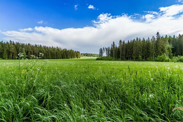 Paysage avec champ et forêt au loin