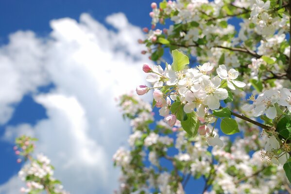 Floraison d une branche de pomme, au printemps