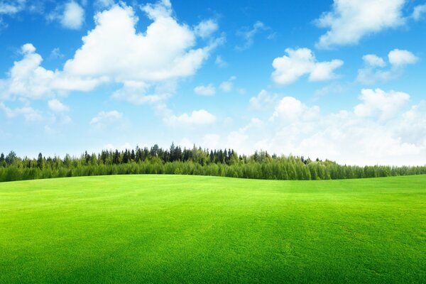 Bright green grass meadows. Summer day. Forest on the horizon