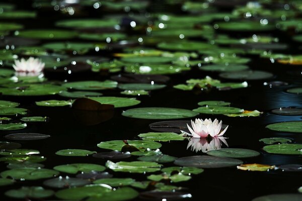 Dunkles Wasser Hintergrund mit Lichtern und Seerosen