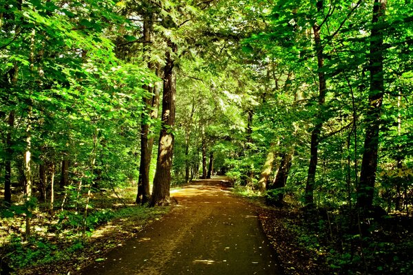 Sommerstraße im Wald