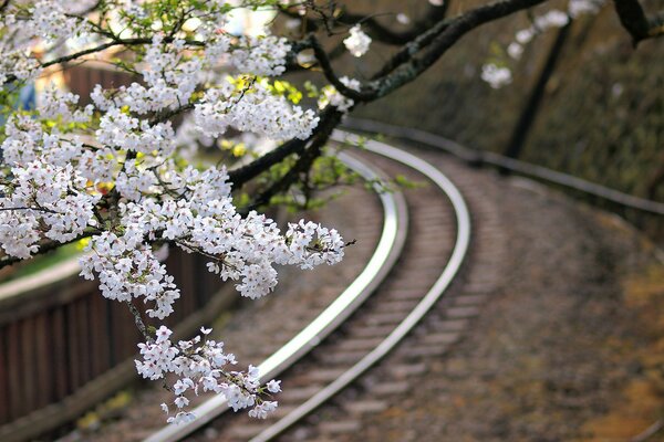 Branche de cerisier blanc au-dessus du chemin de fer