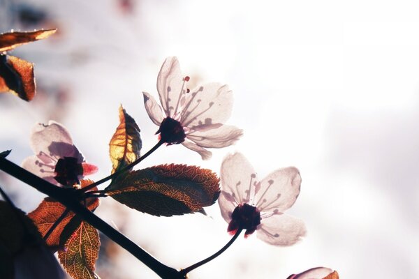 Blüte im Frühling Makro-Foto