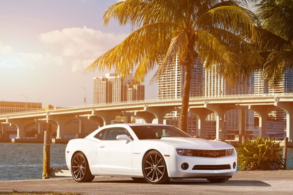 Gran ciudad, océano, palmeras, coche blanco