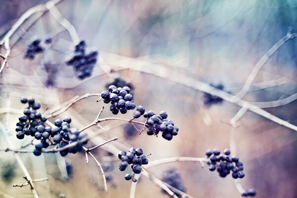 Dark blue berries on branches without leaves