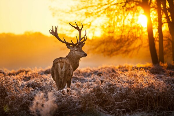 Hirsch im Wald bei Sonnenuntergang