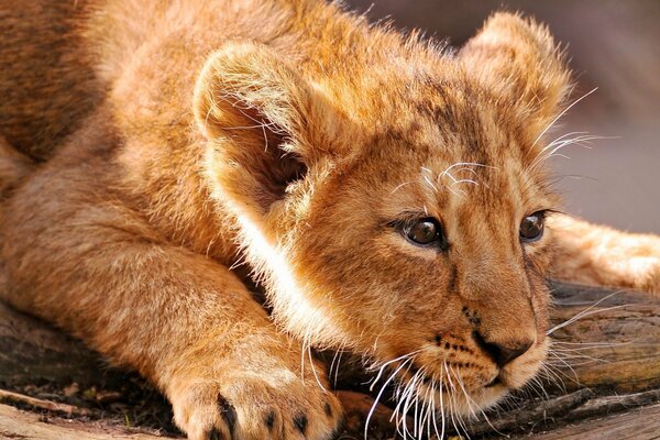 Un cucciolo di leone caccia qualcuno in natura