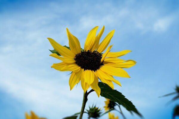 Girasole su uno sfondo di cielo blu