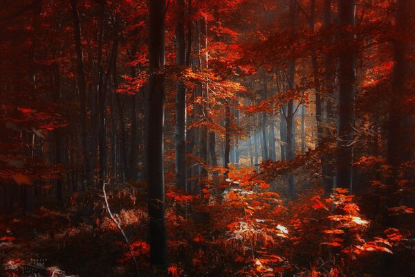 Herbstlicher, düsterer Wald. Purpurrotes Laub der Bäume