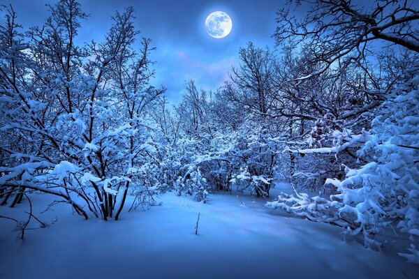 Winter forest landscape at full moon