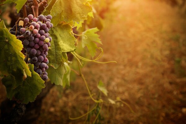 Bunches of blue ripe grapes