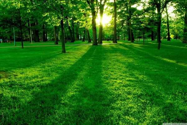 Different shades of green in grass and palm trees