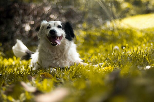 Cane bianco e nero sull erba verde