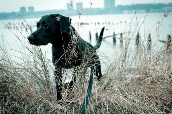 A black dog on the background of a gray lake