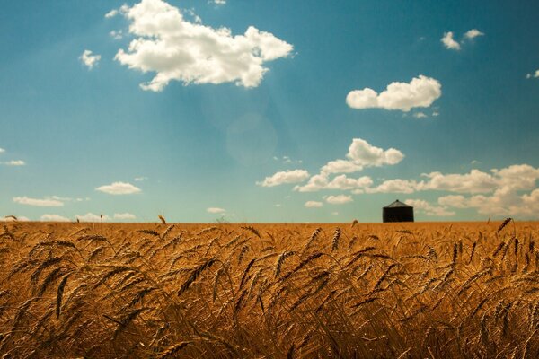 Wheat field with barn