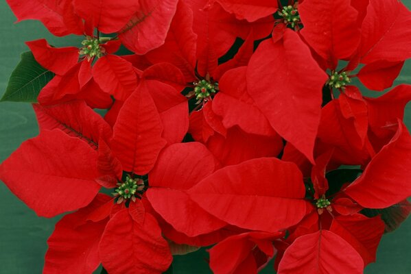 Red flowers close-up