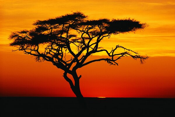 Sagoma di un albero nel cielo al tramonto