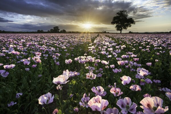 A field of tender poppies at sunset