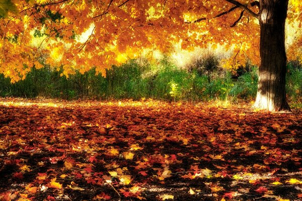 Forêt d automne sur une journée ensoleillée