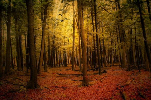 Autumn forest landscape in the twilight