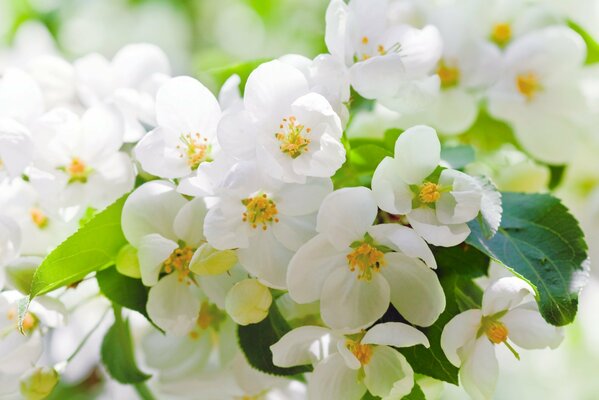 Flores de cerezo blanco sobre fondo borroso