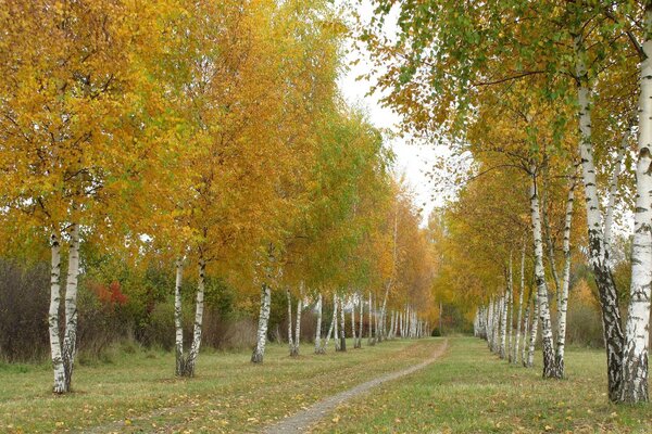 Route d automne entre les bouleaux minces