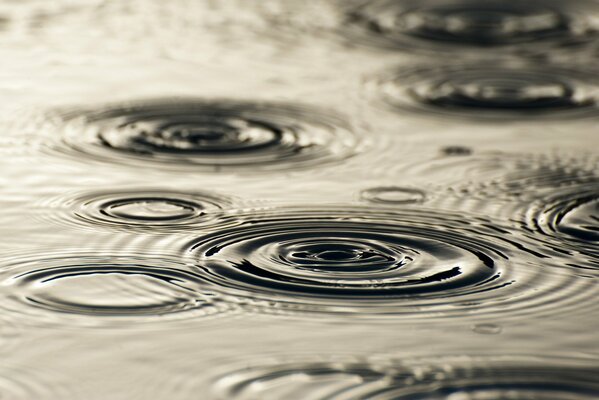 Círculos de gotas en el agua durante la lluvia