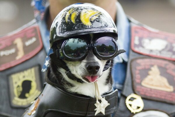 Der Hund mit Brille und Helm hat die Zunge herausgerissen