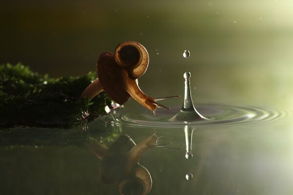 Snail looks at the splash of water