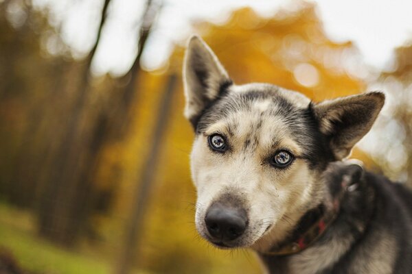 A dog with blue eyes in the autumn forest