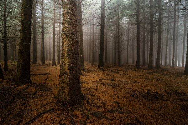 Nachtnebel im Kiefernwald