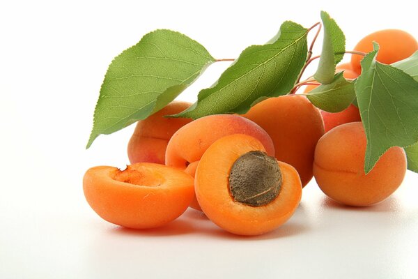 Ripe apricots with twig and leaves