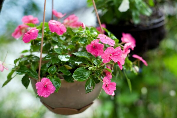 Hanging planters with pink flowers