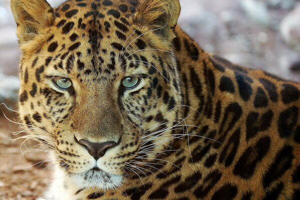 A beautiful leopard with a straight look