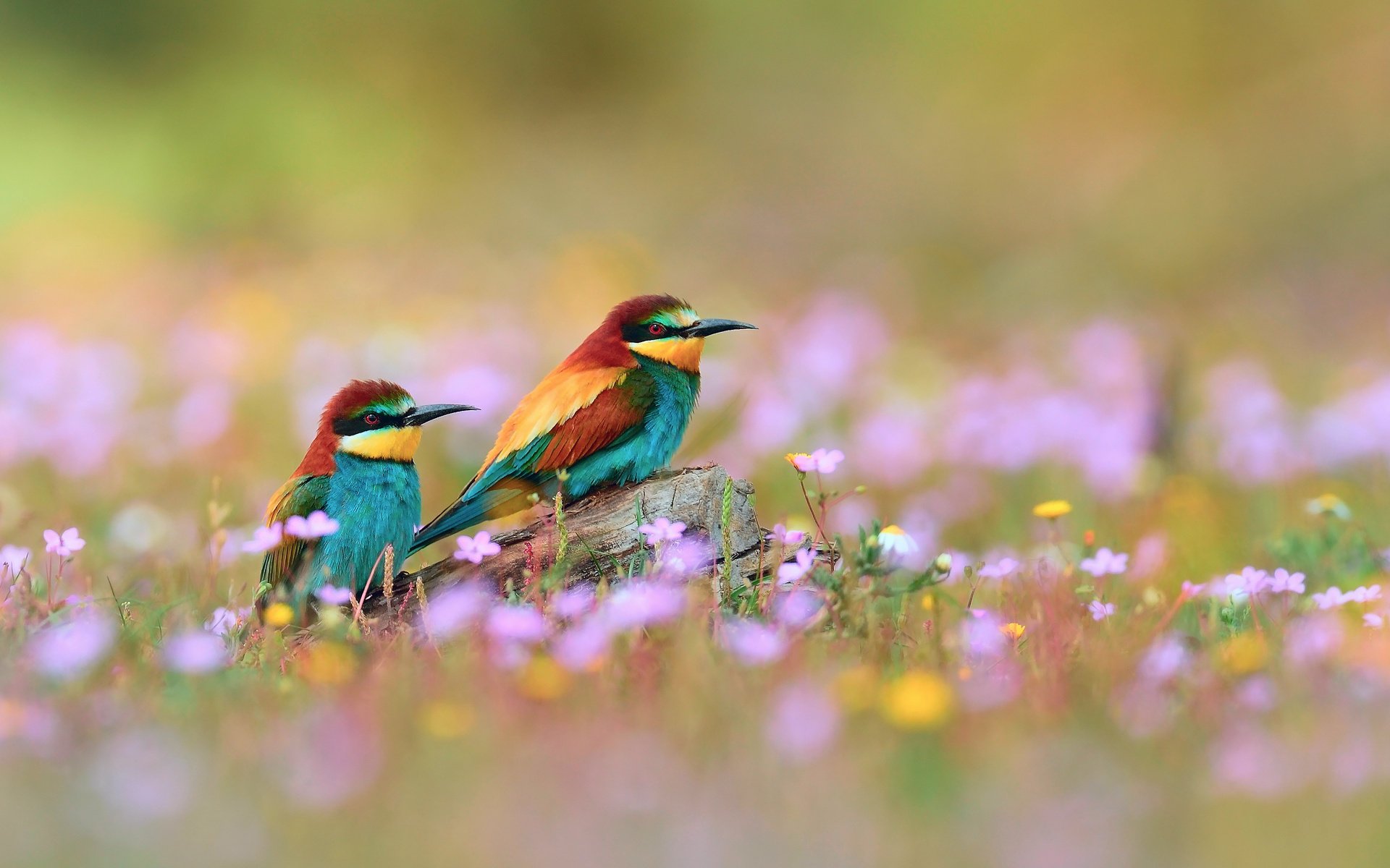 flowers birds branch the european bee-eater golden pouloudi