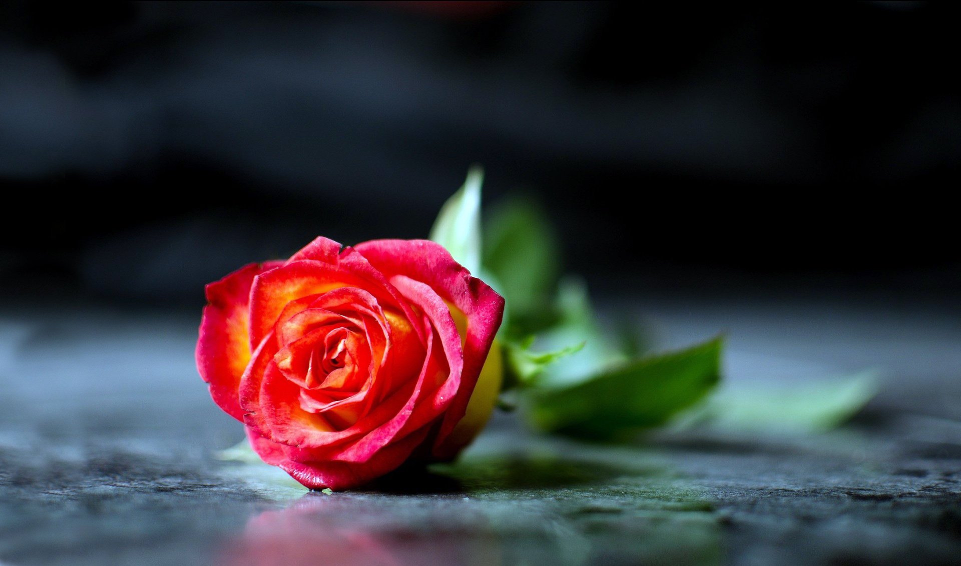 rosso macro rosa petali