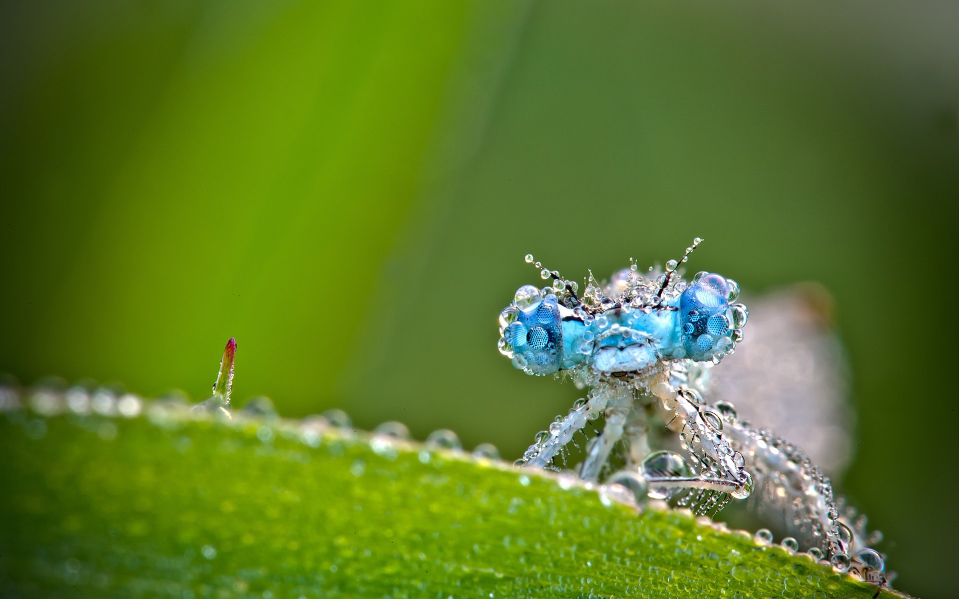 libellula verde gocce macro