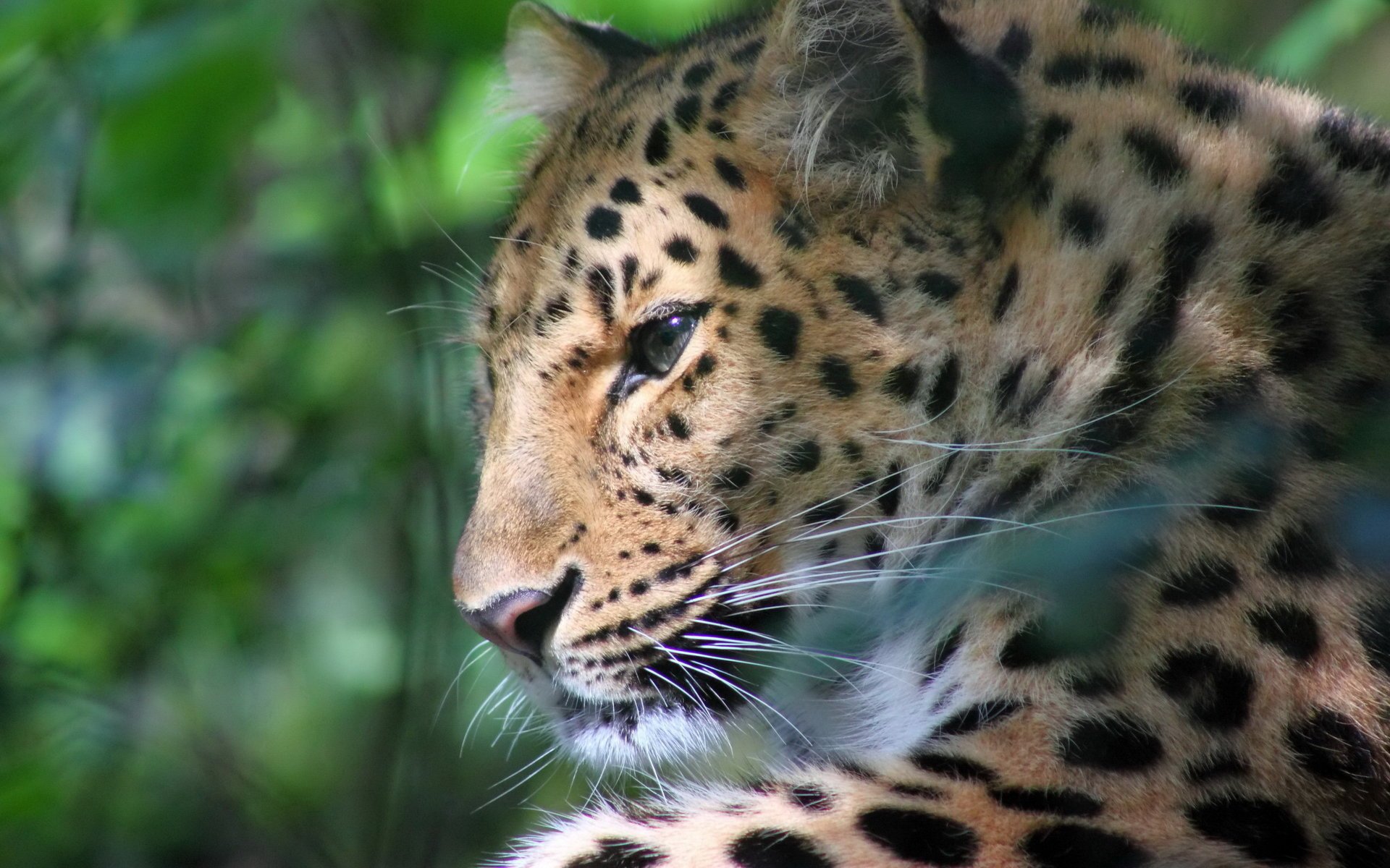 leopardo perfil hocico reflejos bigote descanso