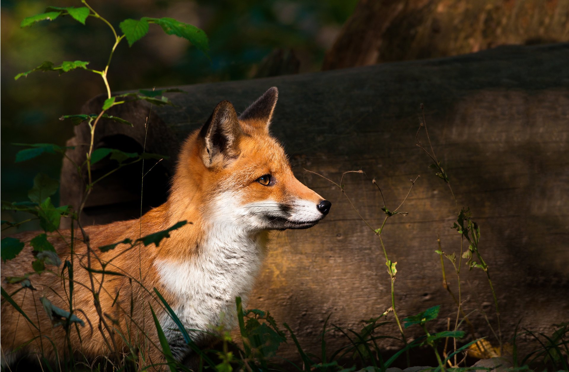 fuchs wald fuchs