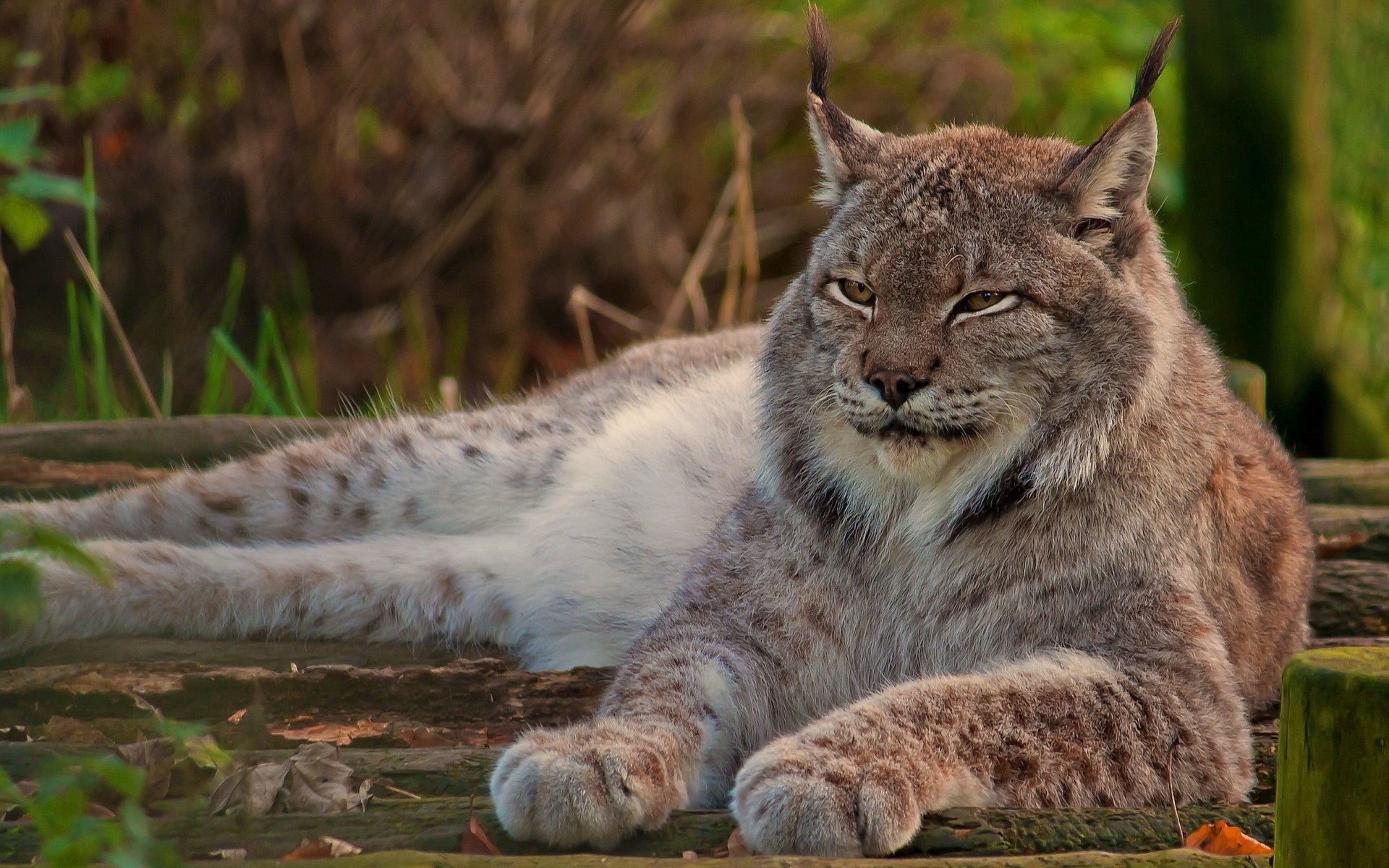 canadien lynx pattes regarde regard museau se trouve