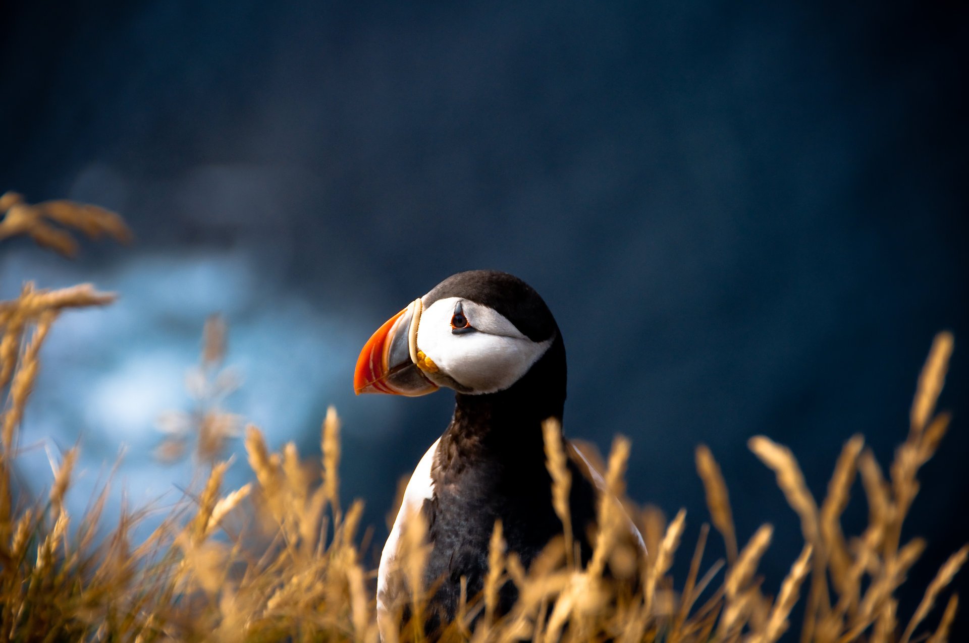 oiseau fratercula arctica puffin flou impasse atlantique