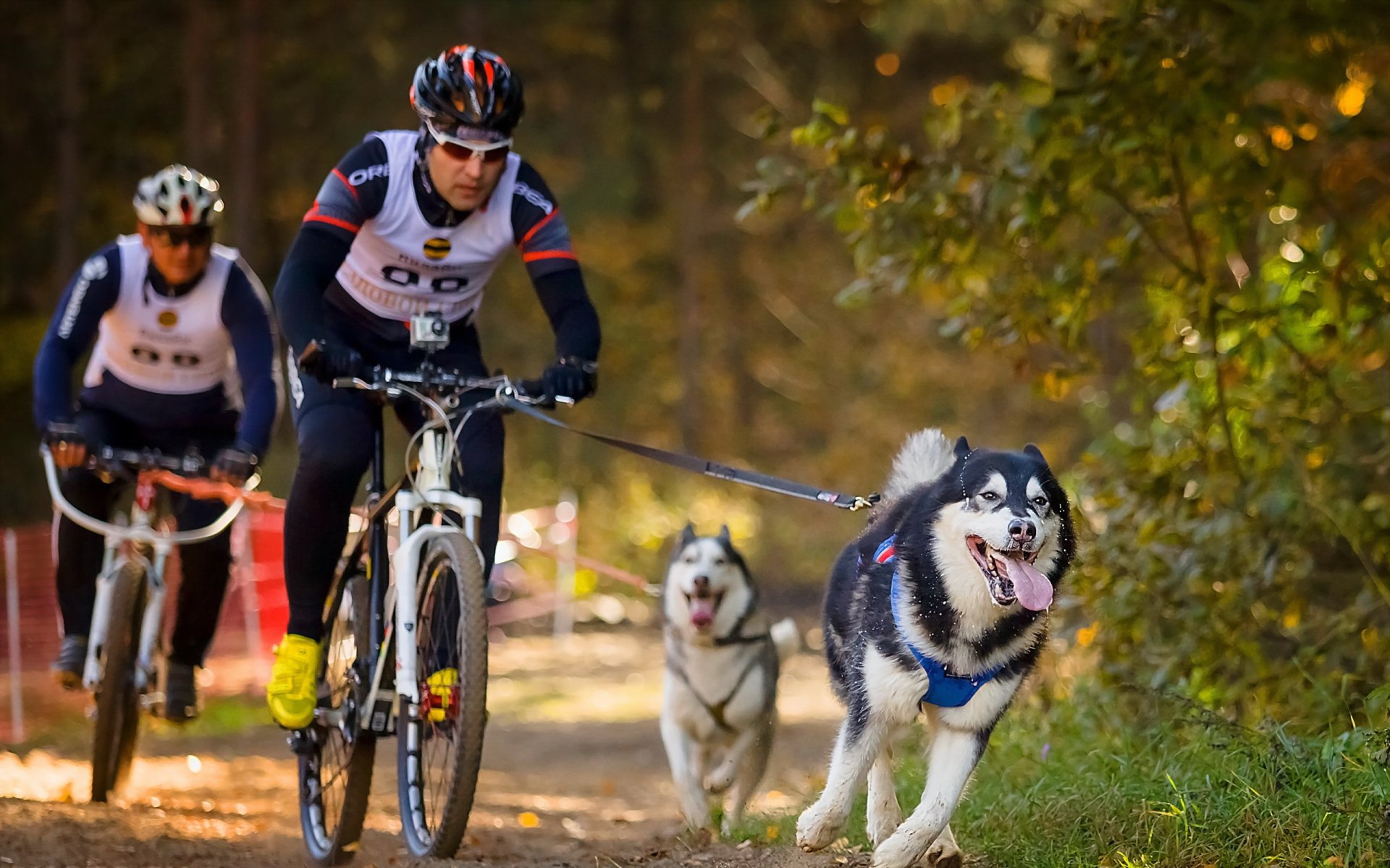 hunde fahrräder sport