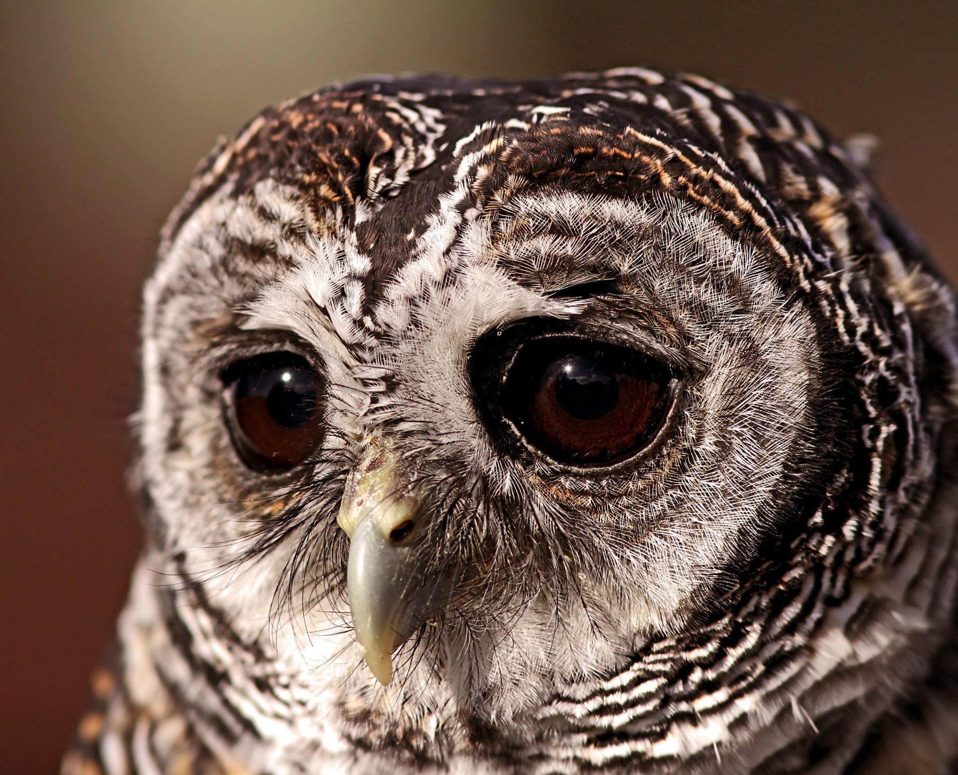 unklar eule vogel eule trauriger blick augen