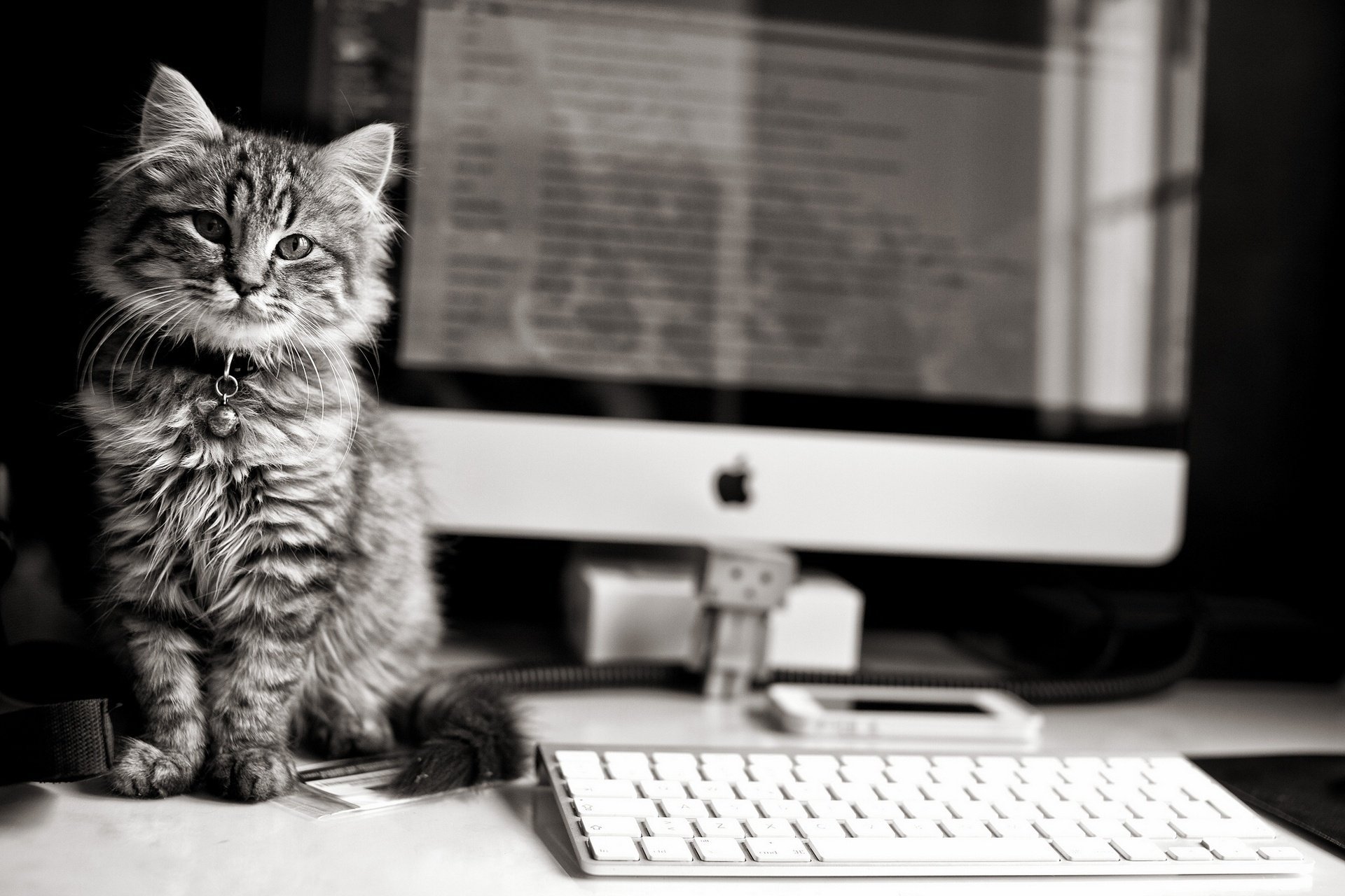 chaton apple clavier ordinateur