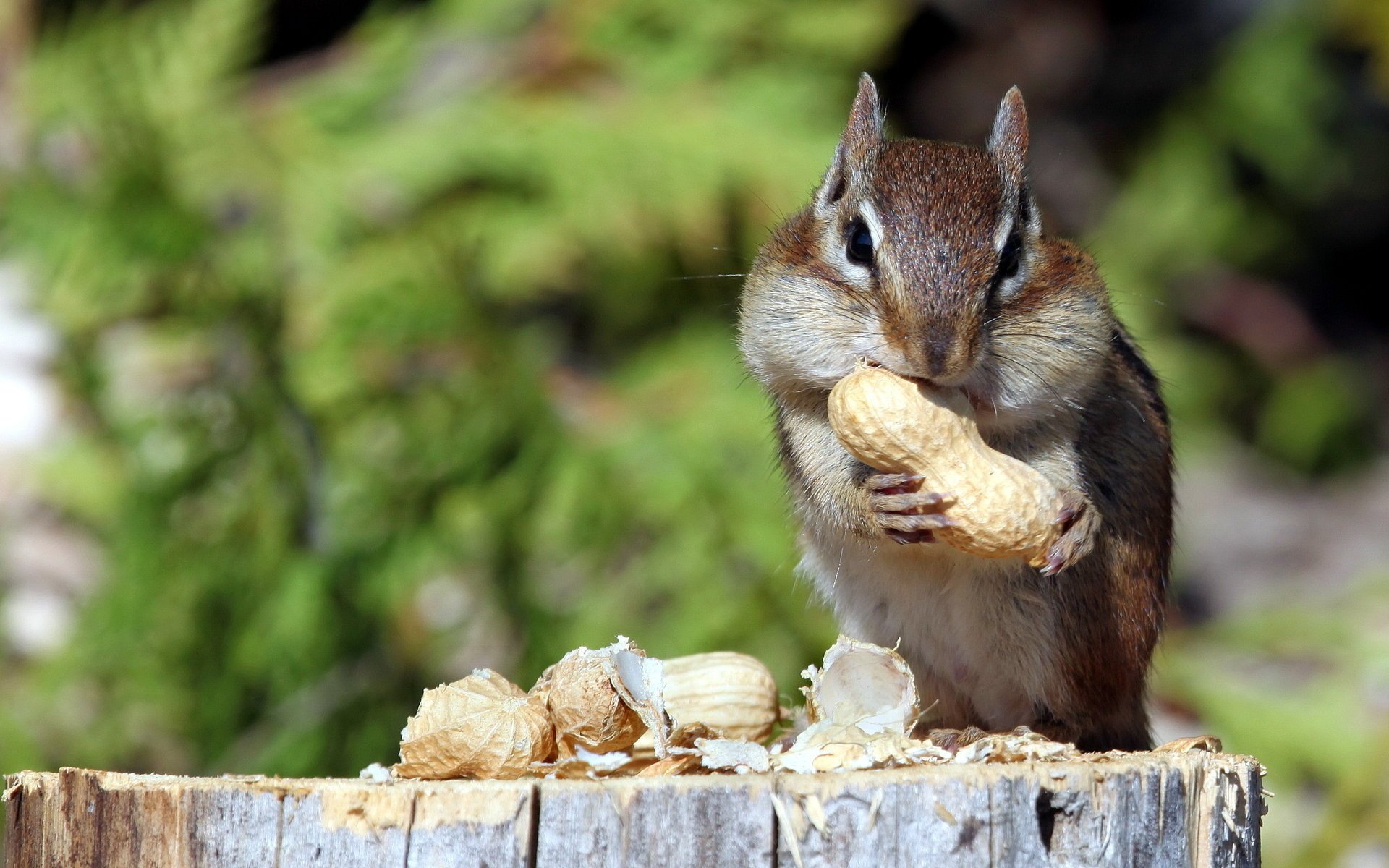 ardilla naturaleza nueces