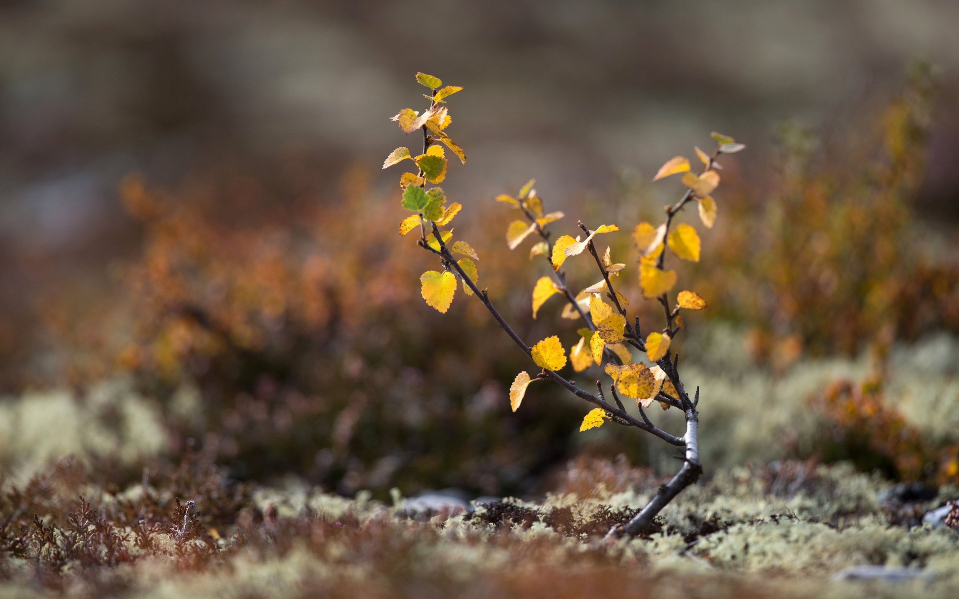 terre automne mousse arbre feuilles gros plan