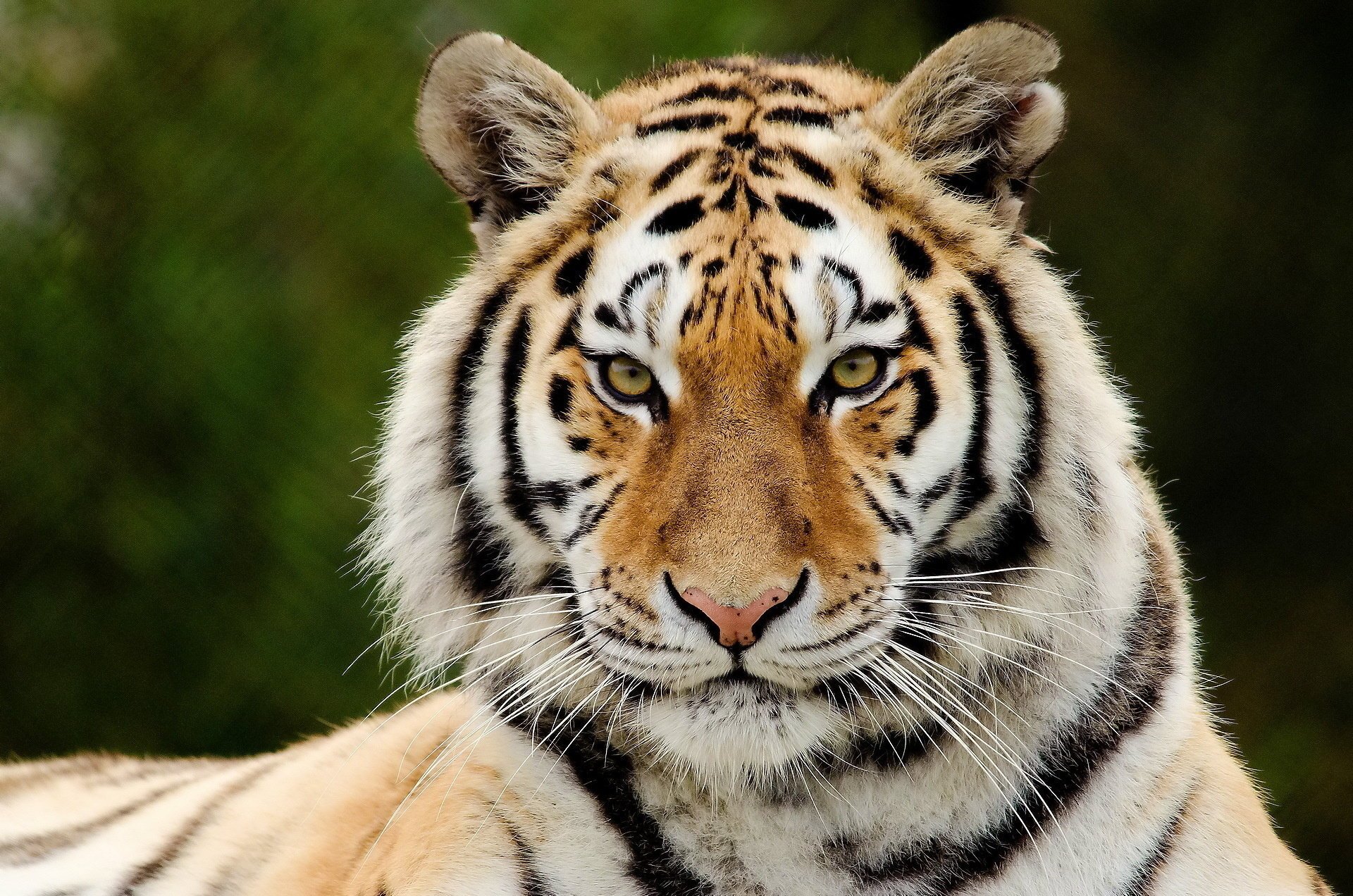 tigre museau prédateur vue rayures