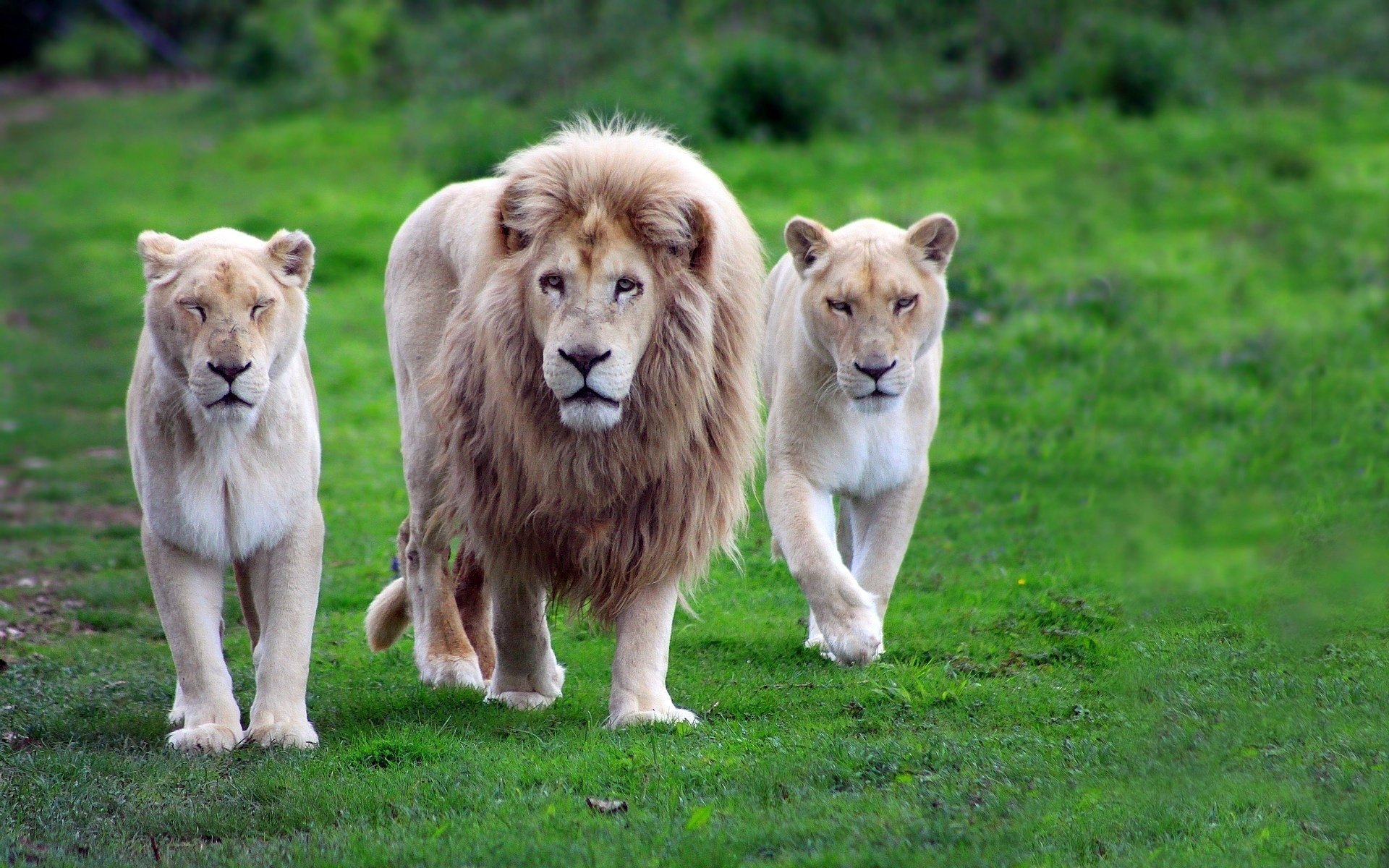 hintergrund löwen grün mähne gras löwe familie tiger