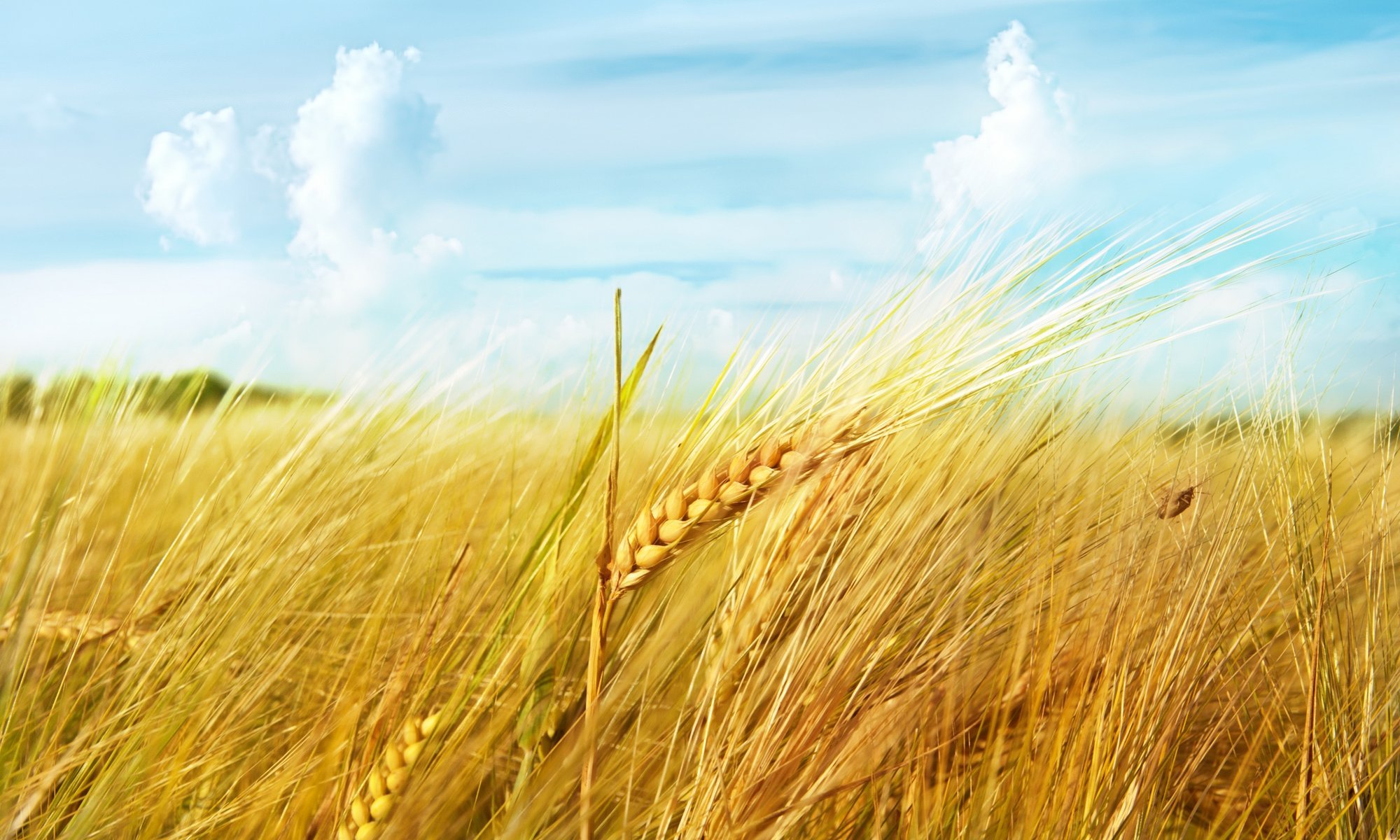 ear macro wheat field clouds the sky